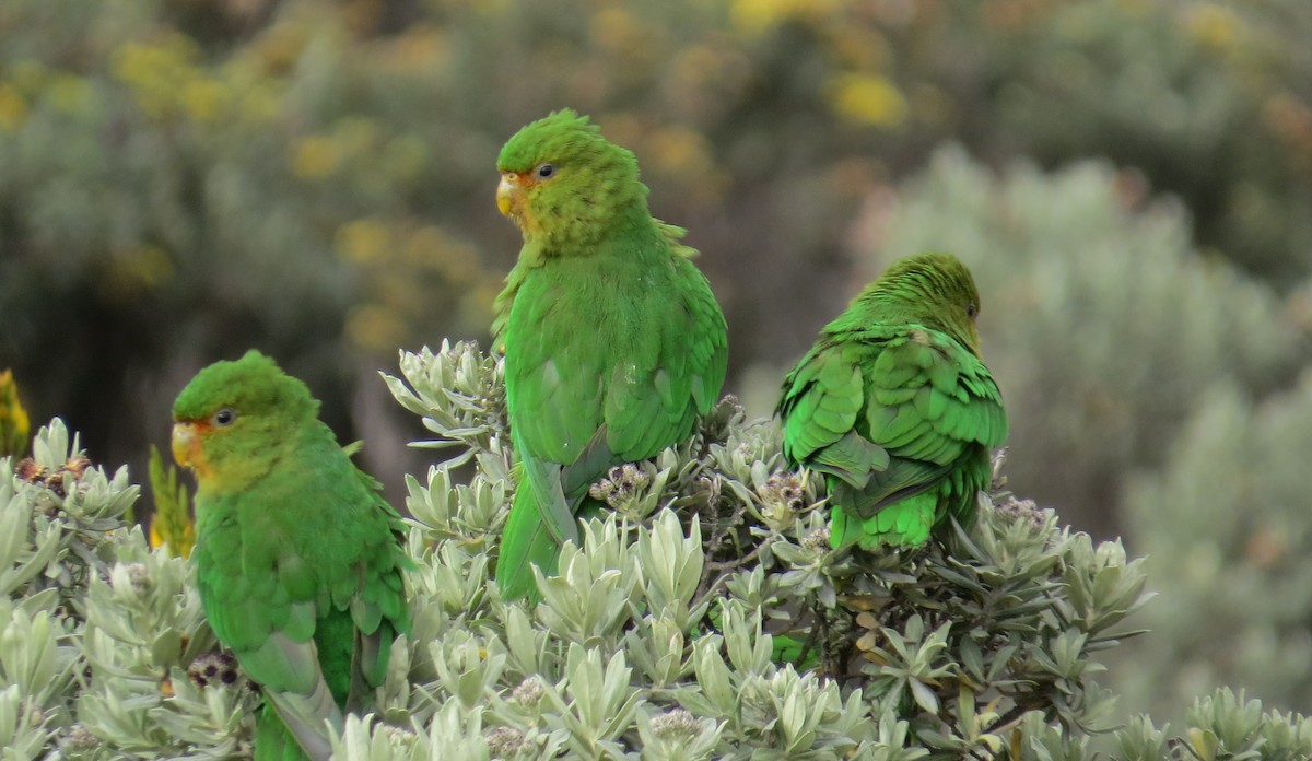 Rufous-fronted Parakeet - Nick Bayly (SELVA)