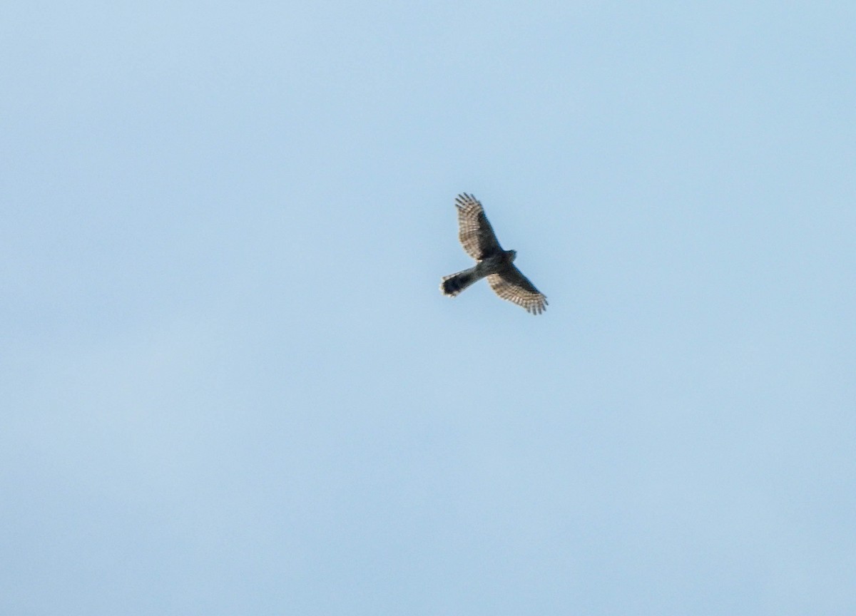Cooper's Hawk - ML621897447