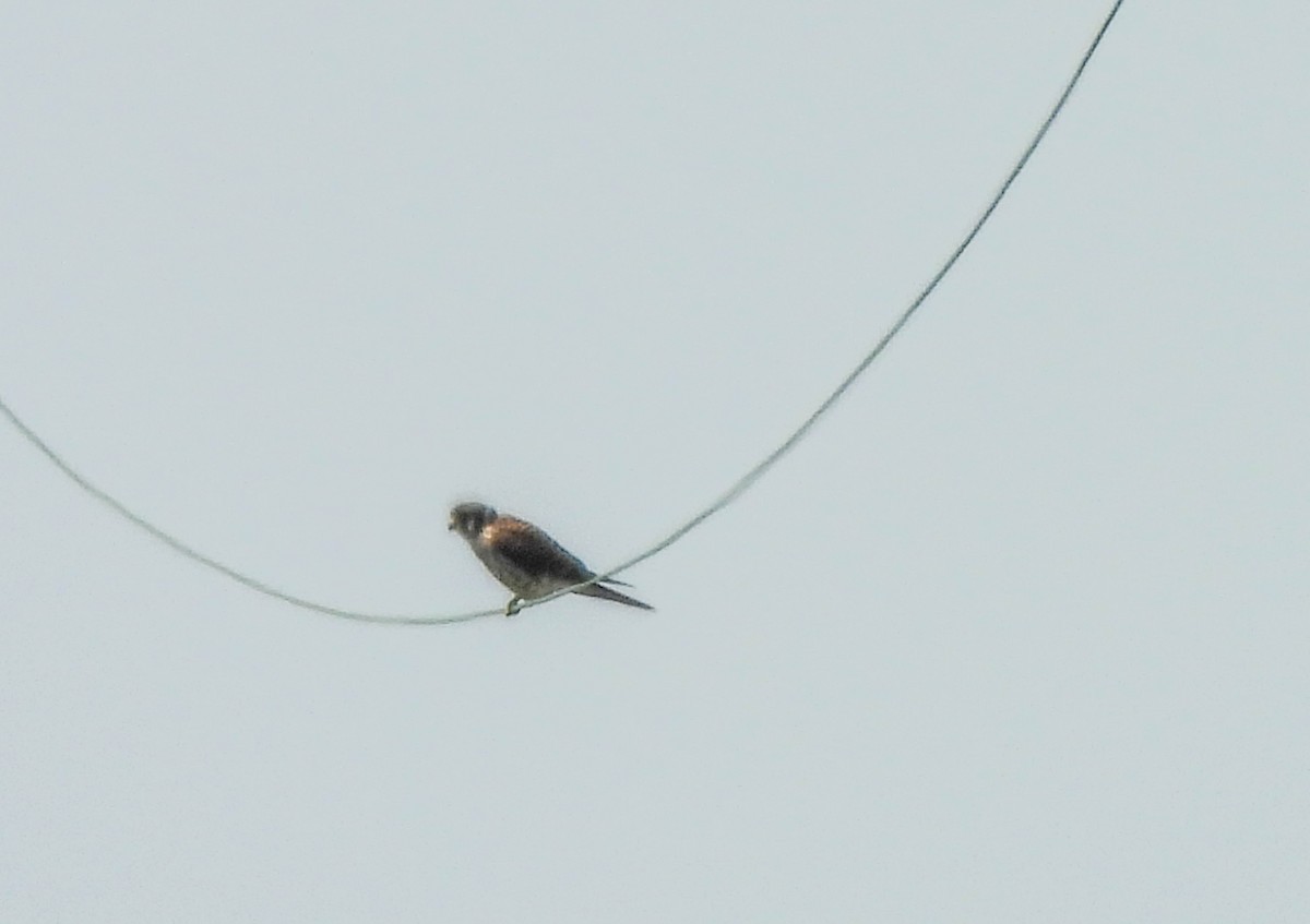 American Kestrel - ML621897455