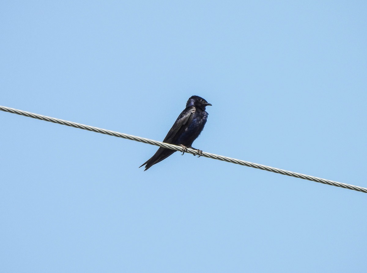 Purple Martin - ML621897475