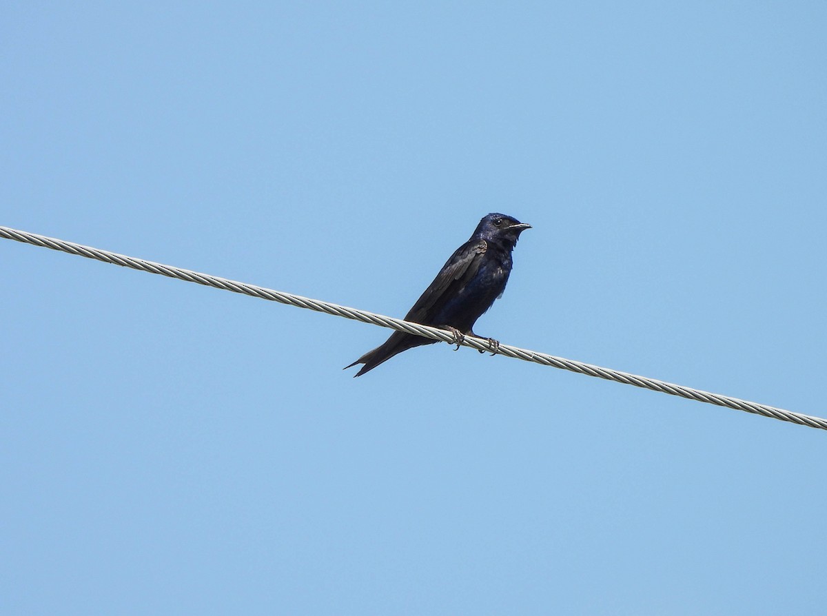 Purple Martin - ML621897476