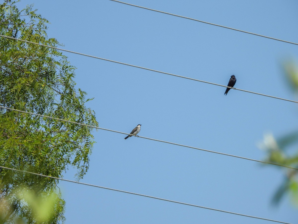 Eastern Kingbird - ML621897479