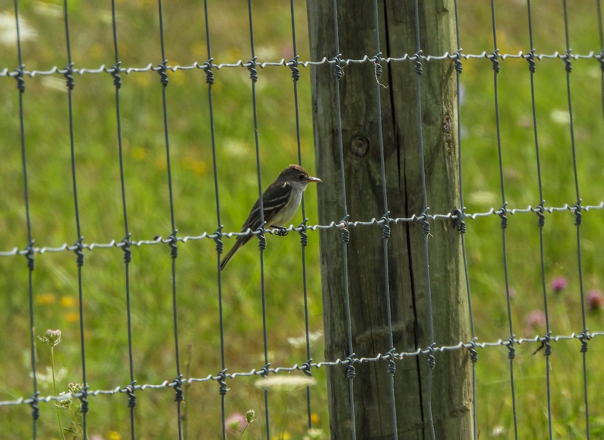 Willow Flycatcher - ML621897483