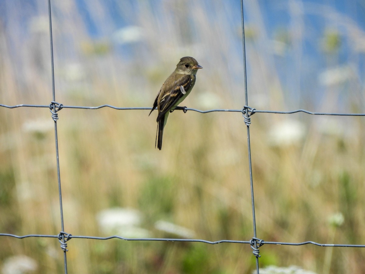 Willow Flycatcher - ML621897484