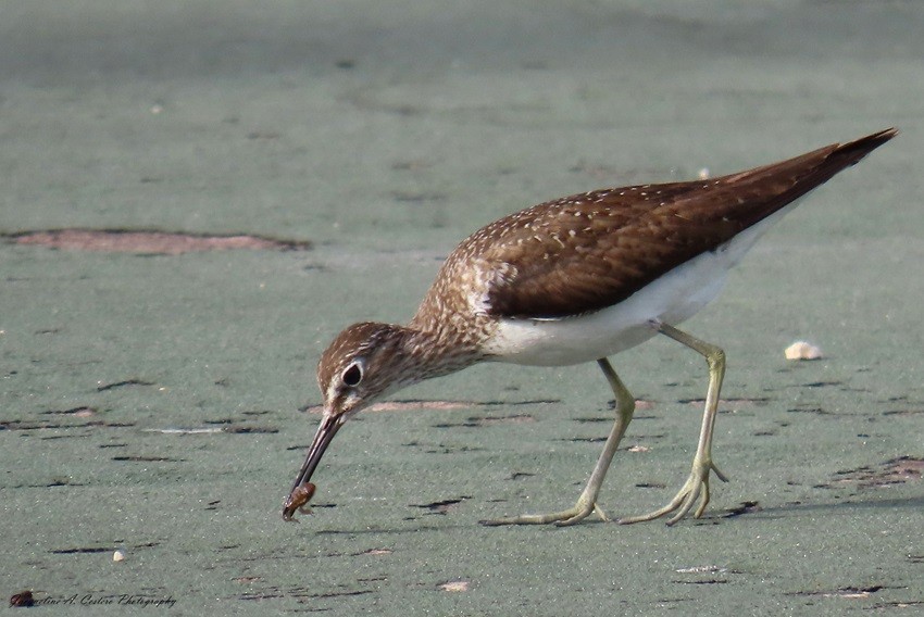 Solitary Sandpiper - Jacqueline A Cestero Nature Explorers Anguilla Team