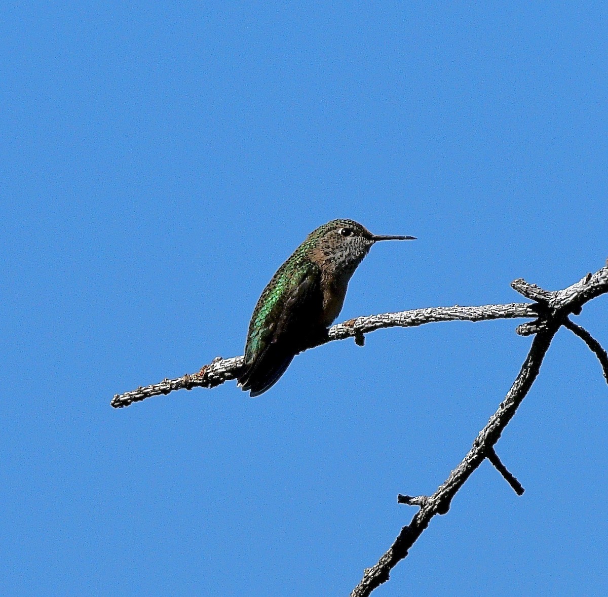 Calliope Hummingbird - Norman Eshoo