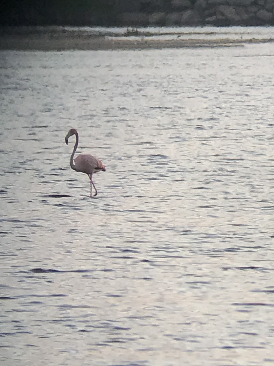 American Flamingo - ML621897524