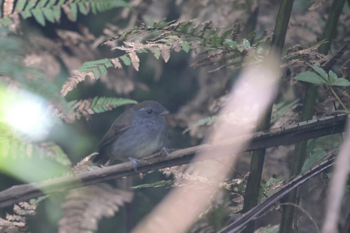Slaty Gnateater - ML621897528