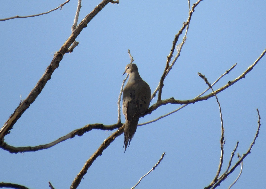 Mourning Dove - ML621897573