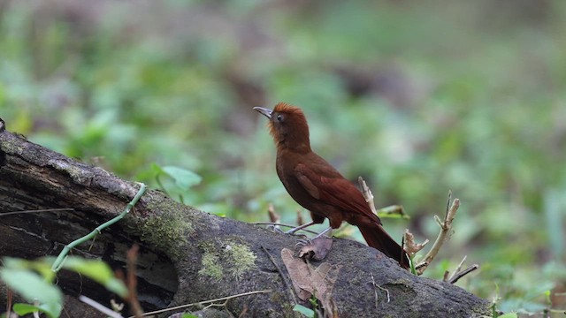 Ruddy Woodcreeper - ML621897695