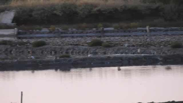 Little Tern - ML621897779