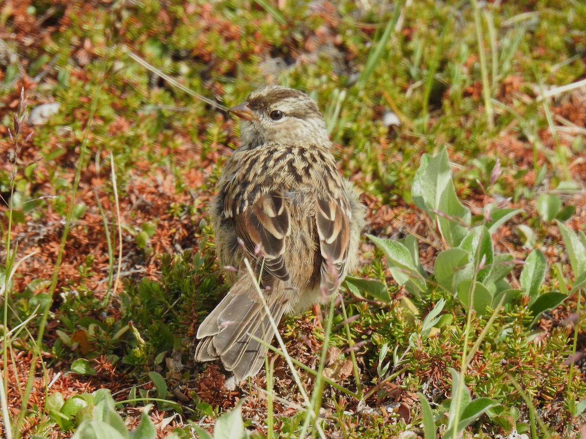 White-crowned Sparrow (leucophrys) - Chris Coxson