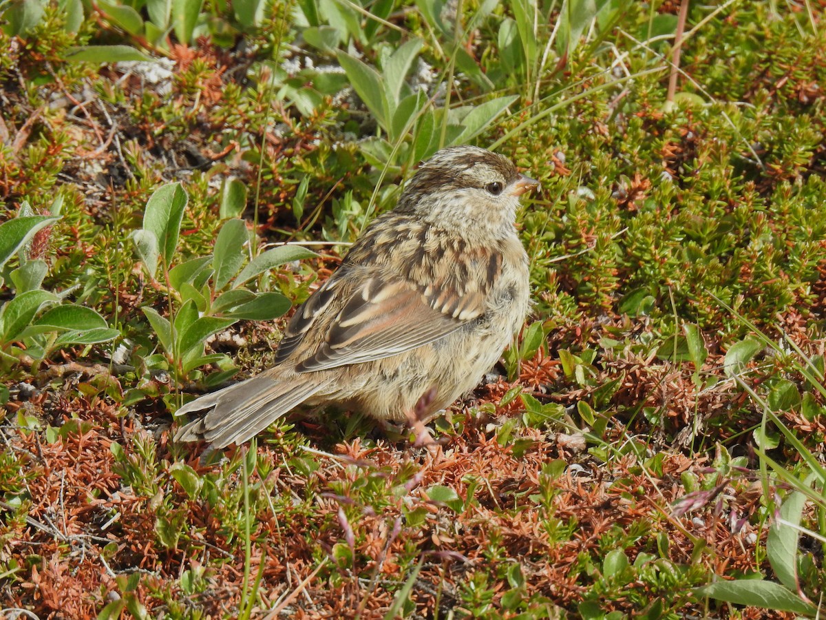 Chingolo Coroniblanco (leucophrys) - ML621897863