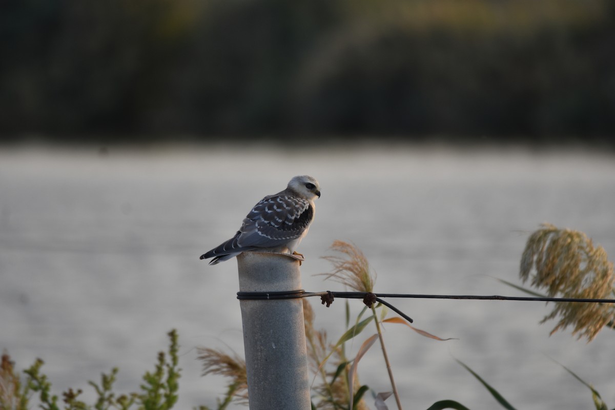 Black-winged Kite (Asian) - ML621897913