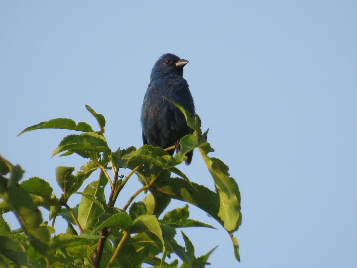 Indigo Bunting - ML621897939