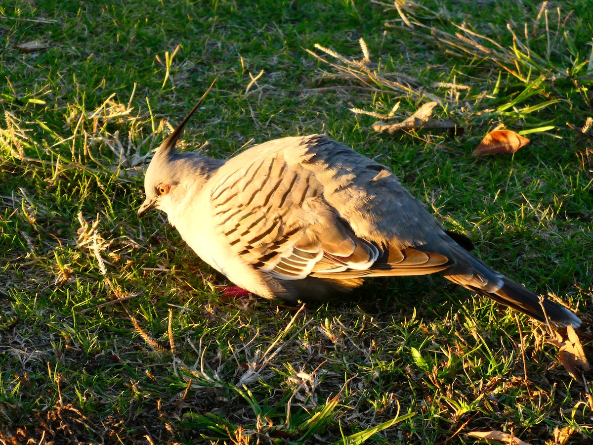 Crested Pigeon - ML621898000