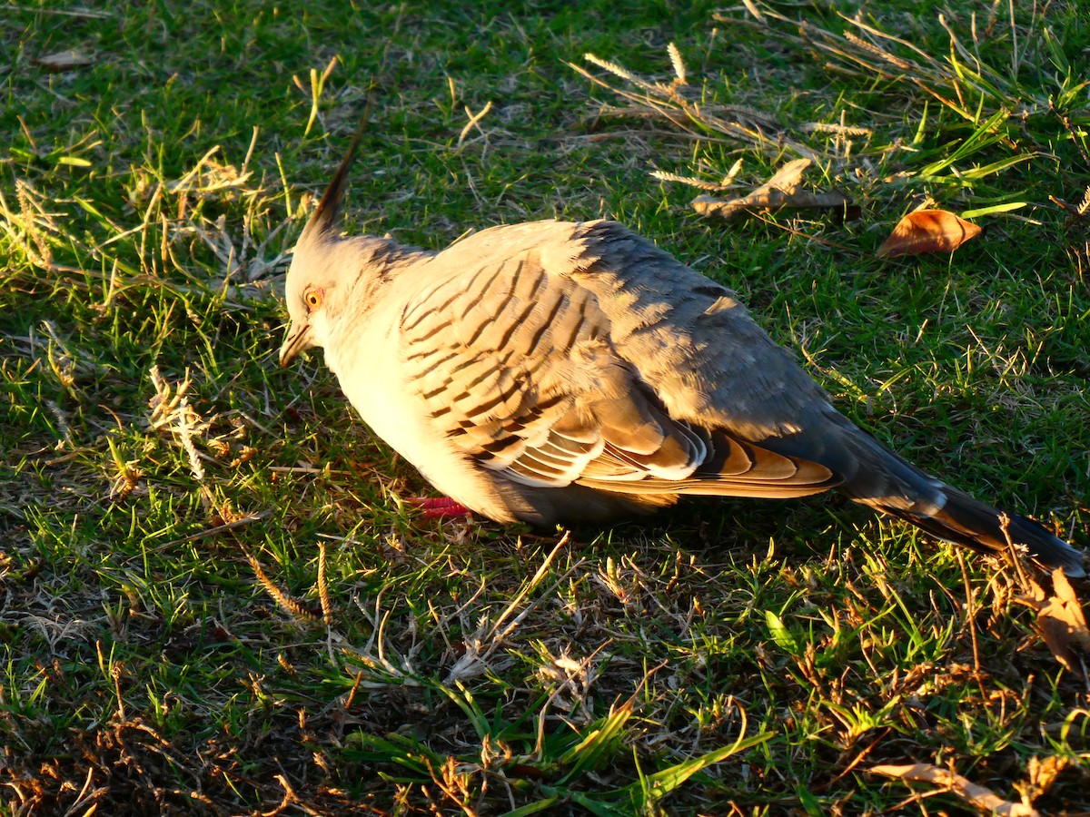 Crested Pigeon - ML621898008