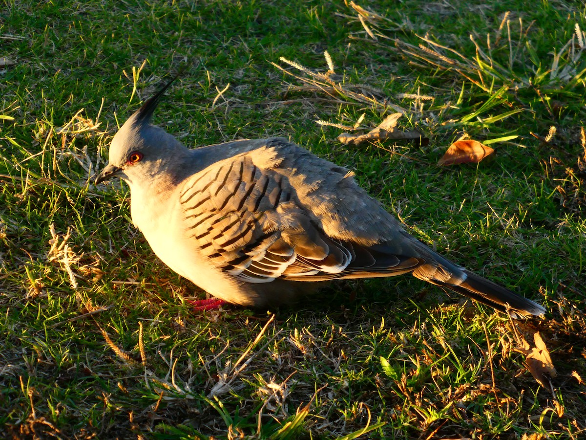 Crested Pigeon - ML621898009