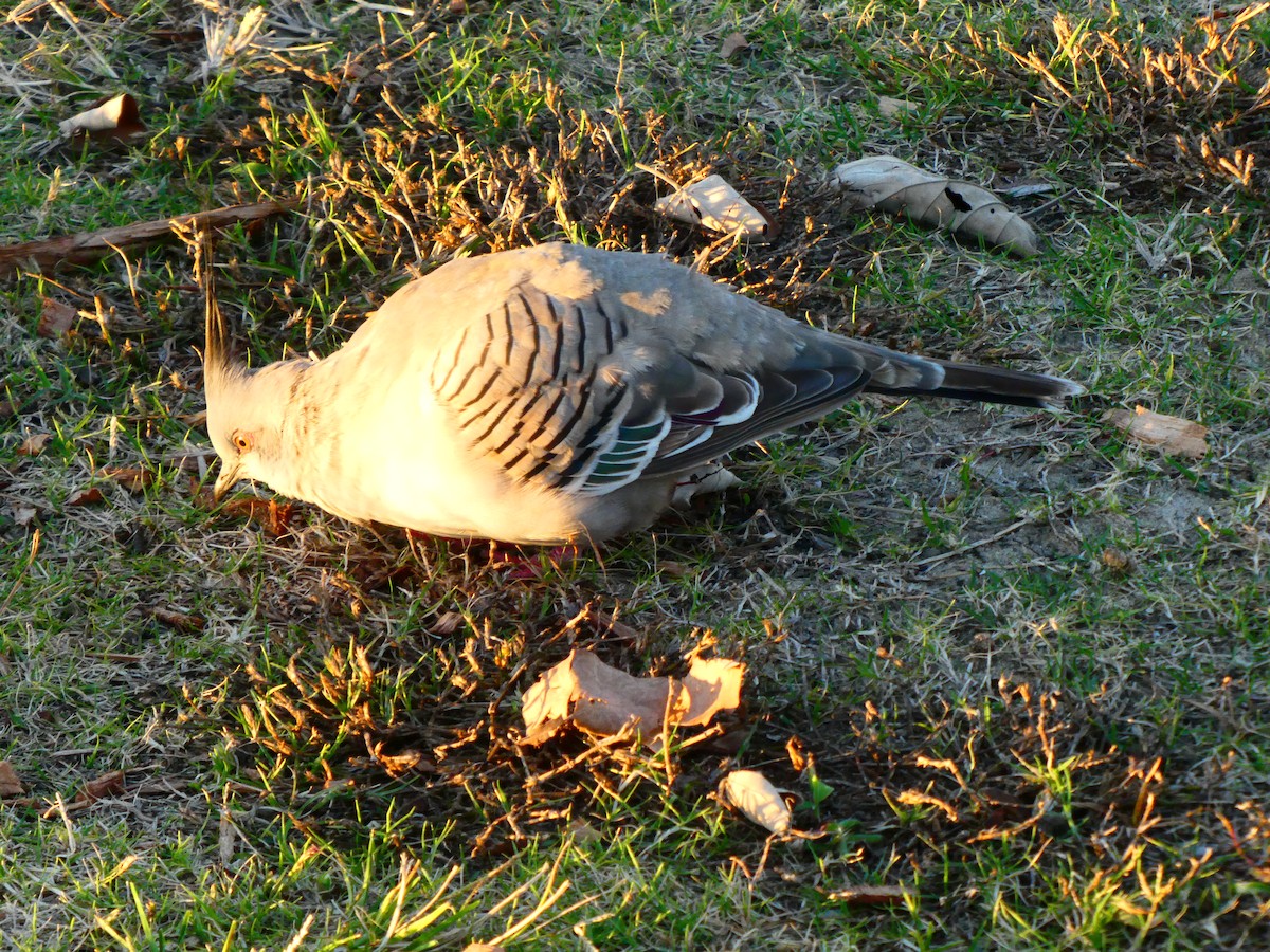 Crested Pigeon - ML621898022