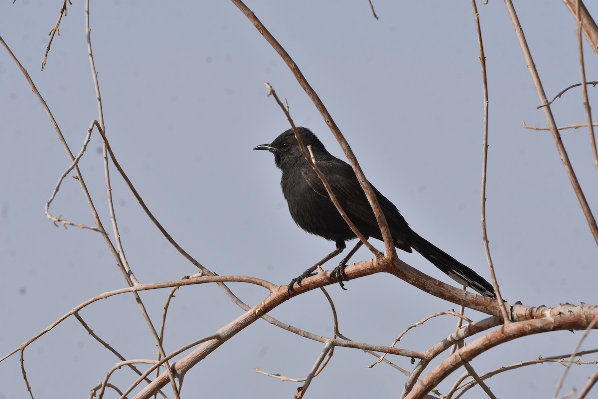 Black Scrub-Robin - Yizhar Amir