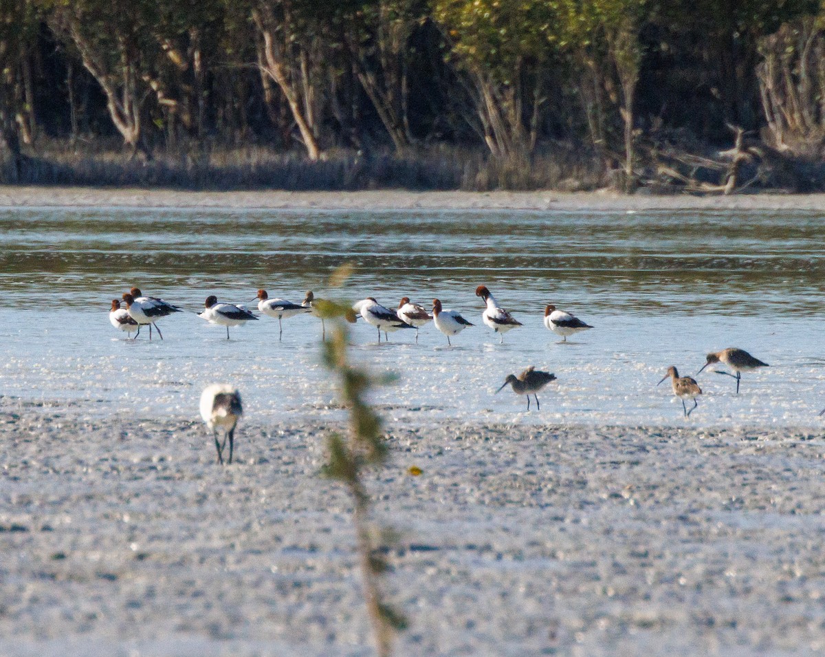 Red-necked Avocet - ML621898080