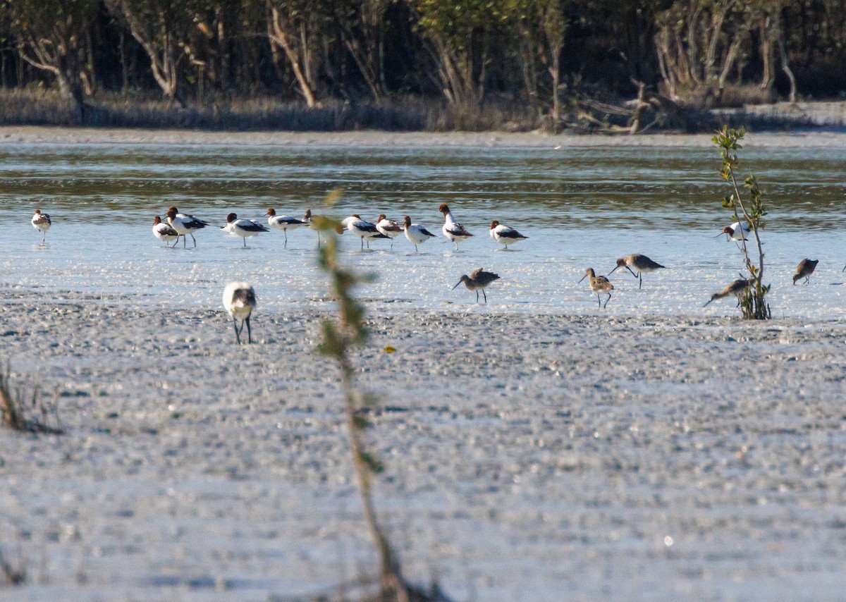 Red-necked Avocet - ML621898081