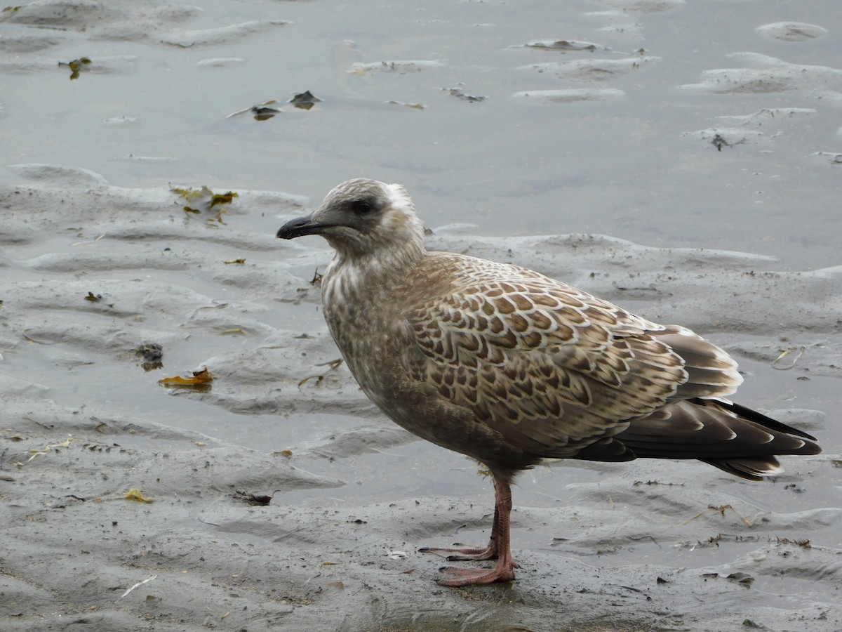 Slaty-backed Gull - ML621898091