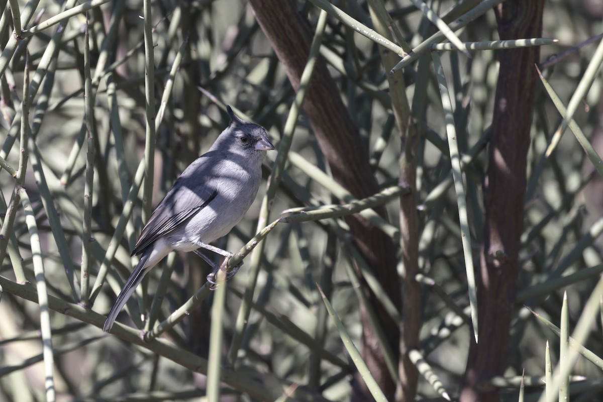 Gray-crested Finch - ML621898122