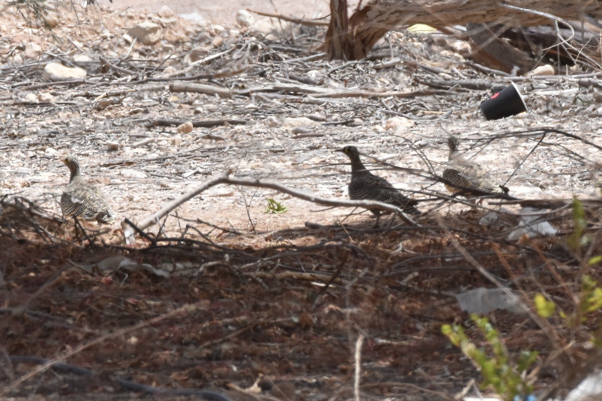 Lichtenstein's Sandgrouse - ML621898165