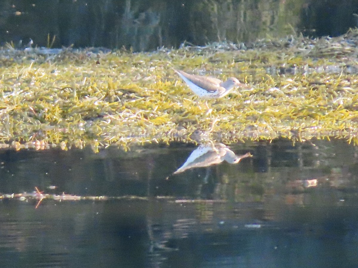 Spotted Sandpiper - ML621898191