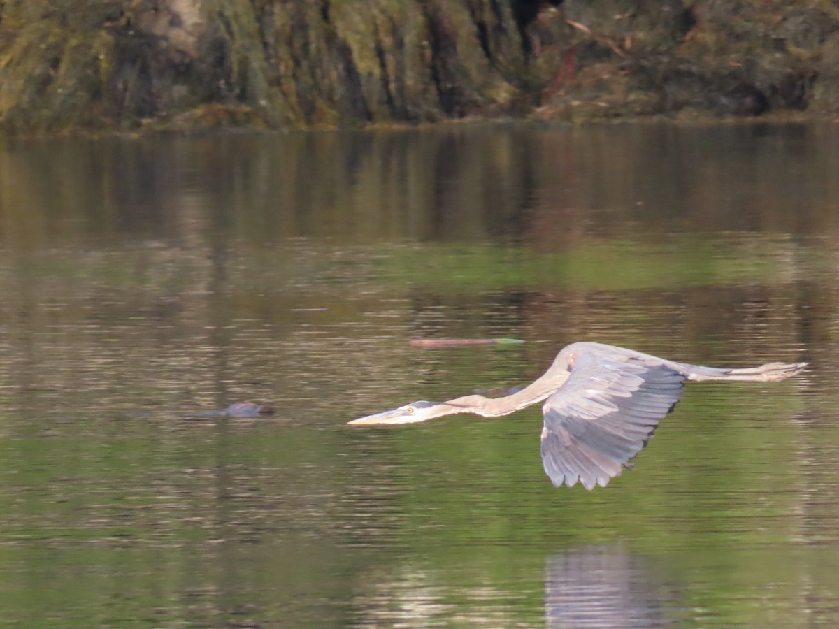 Great Blue Heron - ML621898215