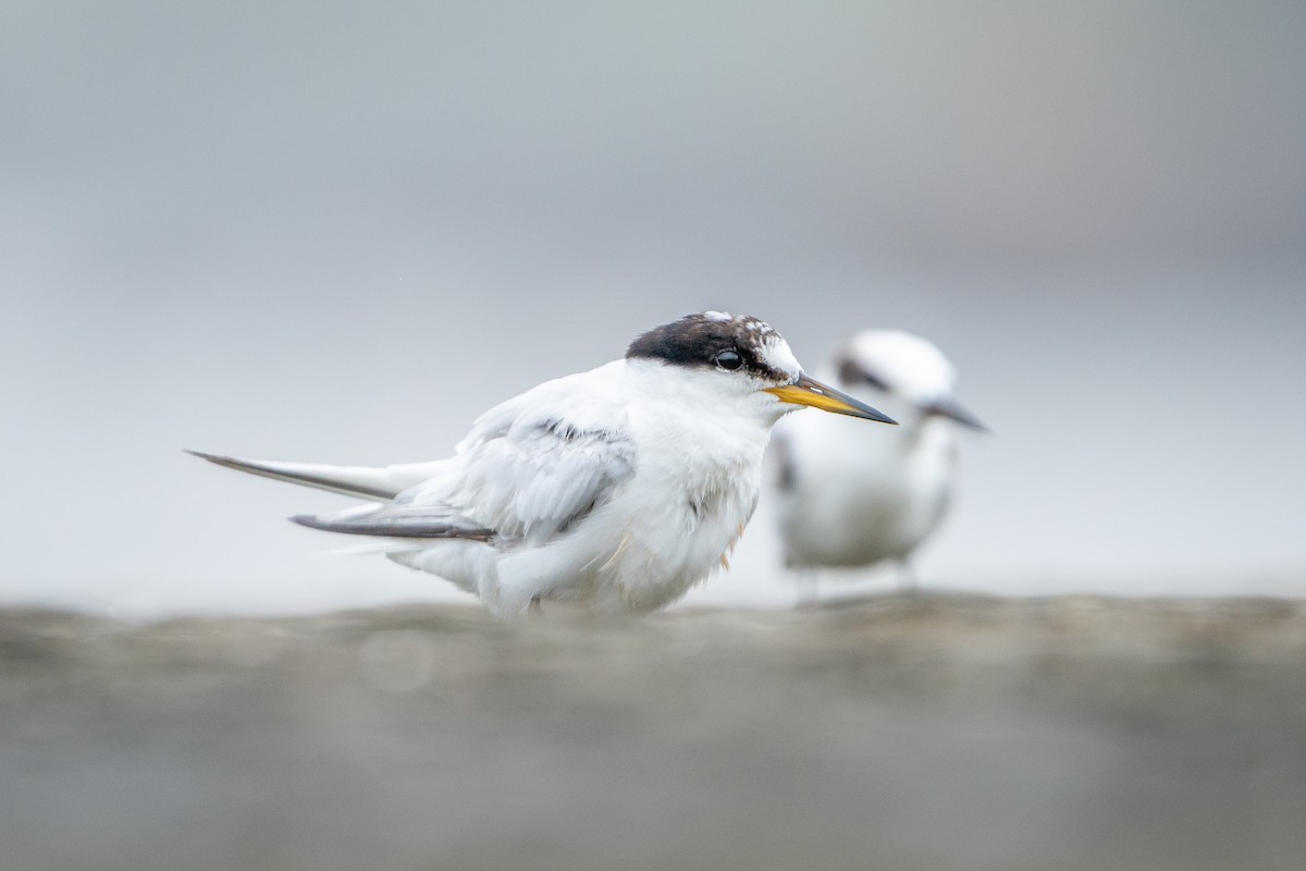 Saunders's Tern - ML621898224