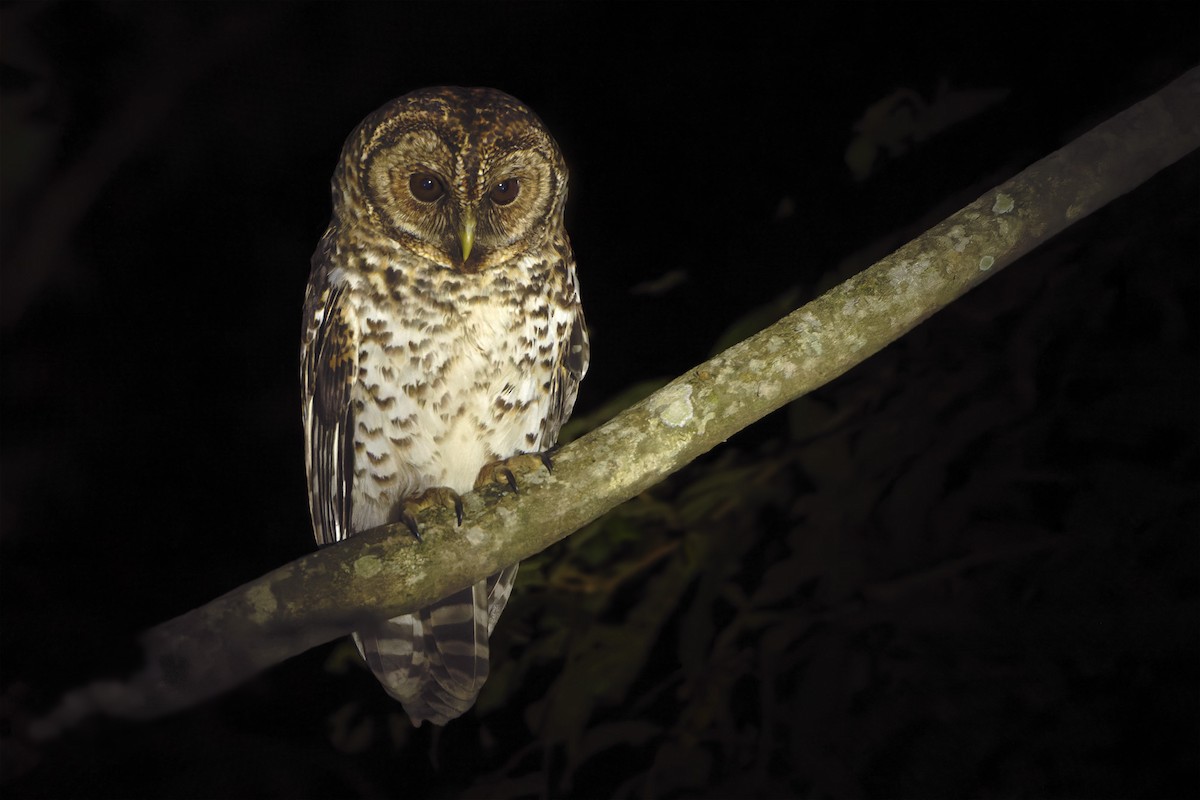 Rusty-barred Owl - ML621898311