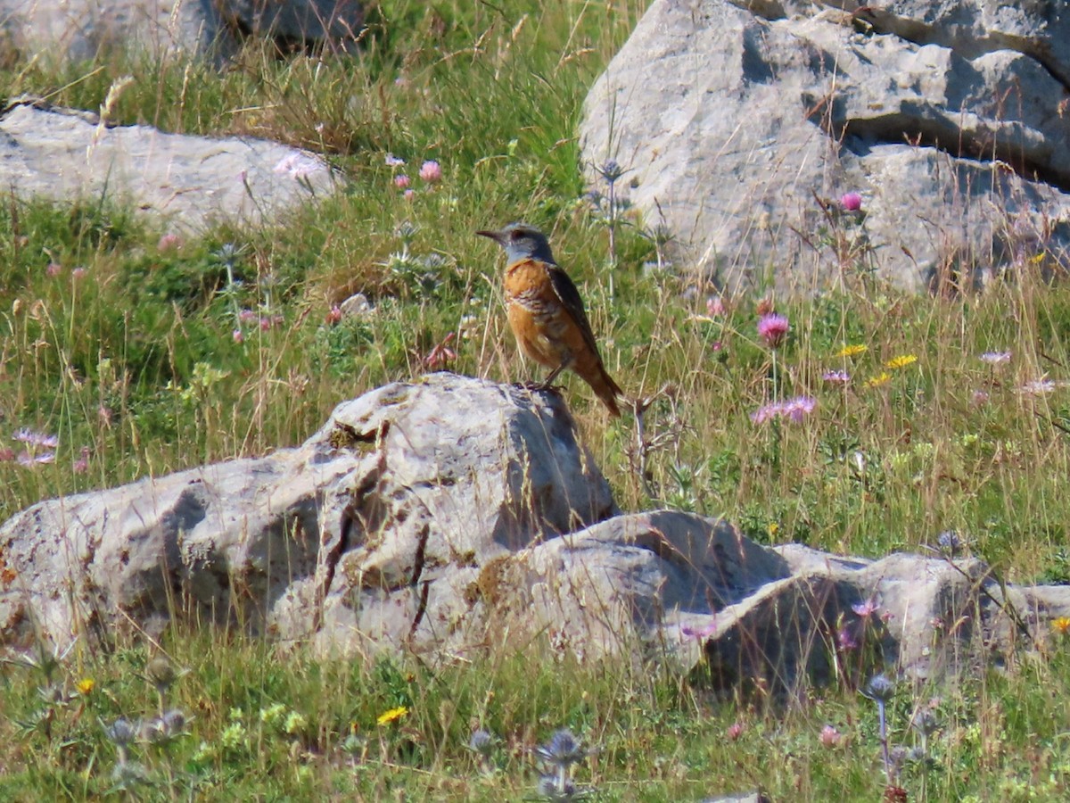 Rufous-tailed Rock-Thrush - ML621898348