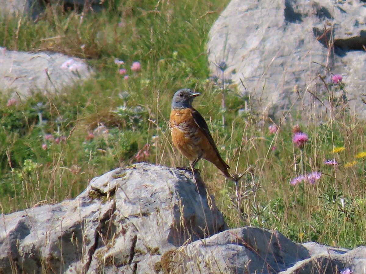 Rufous-tailed Rock-Thrush - ML621898350