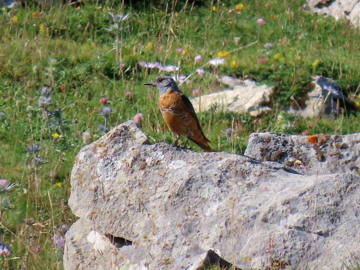 Rufous-tailed Rock-Thrush - ML621898352