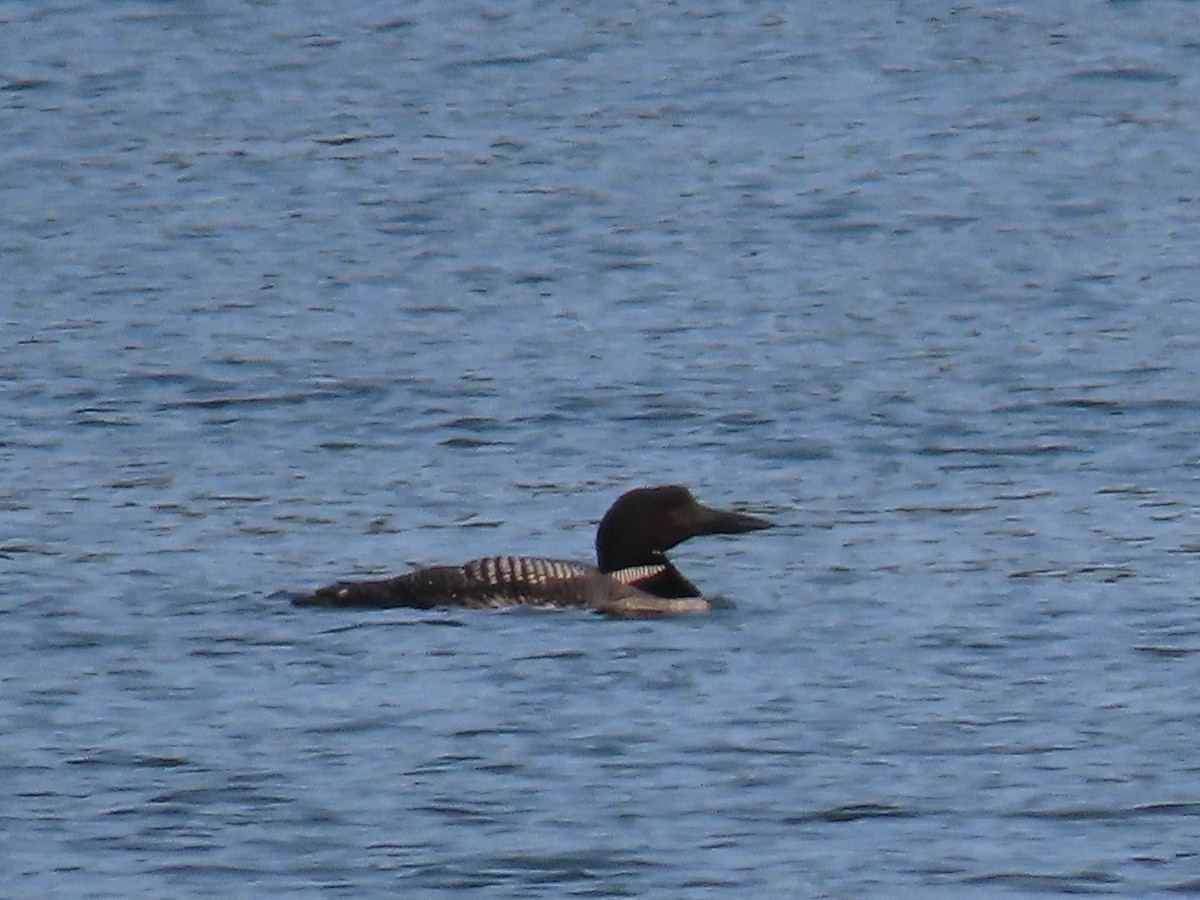 Common Loon - ML621898376