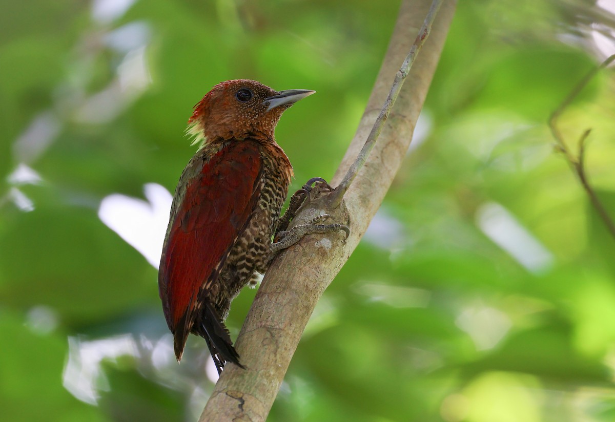 Banded Woodpecker - ML621898424