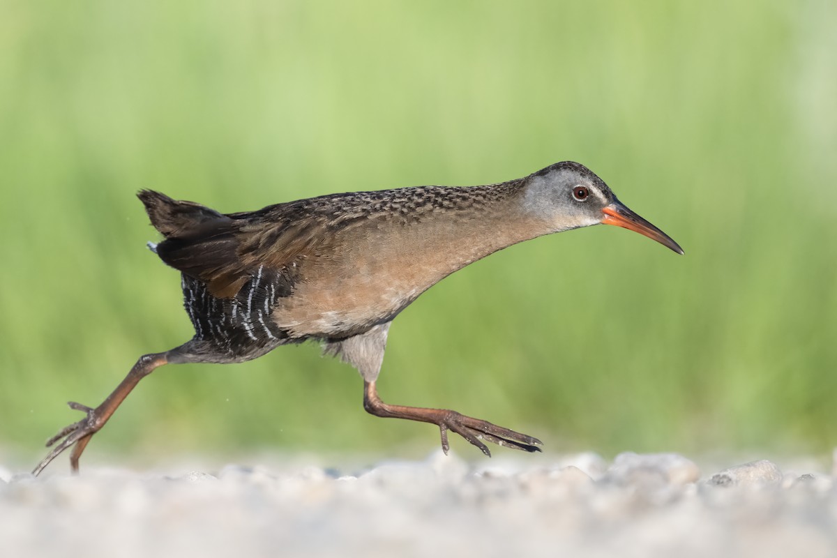 Virginia Rail - Jack Lefor