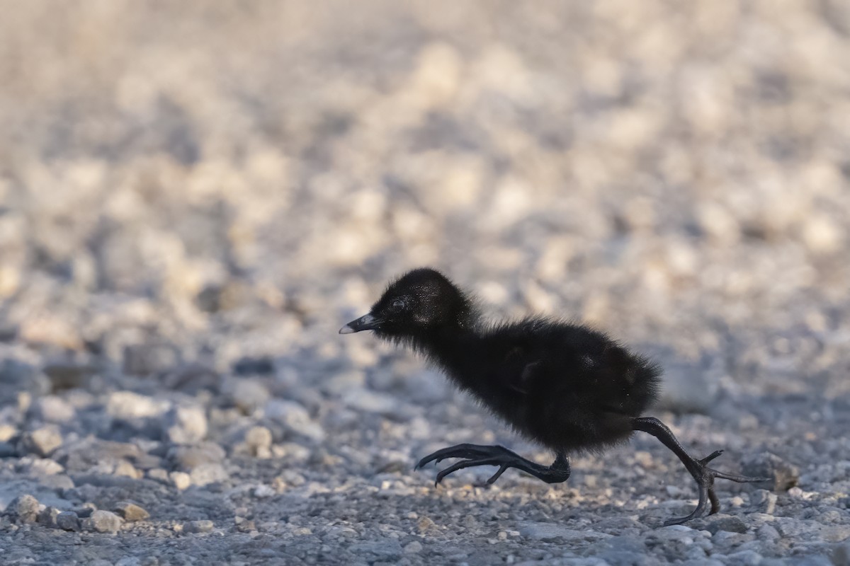 Virginia Rail - Jack Lefor