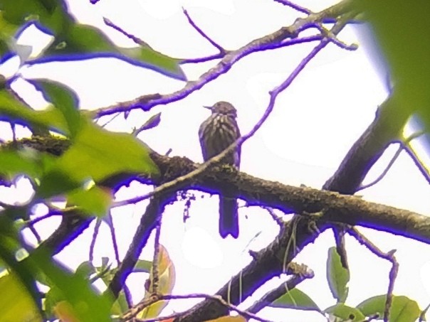 Javan Bulbul - ML621898481