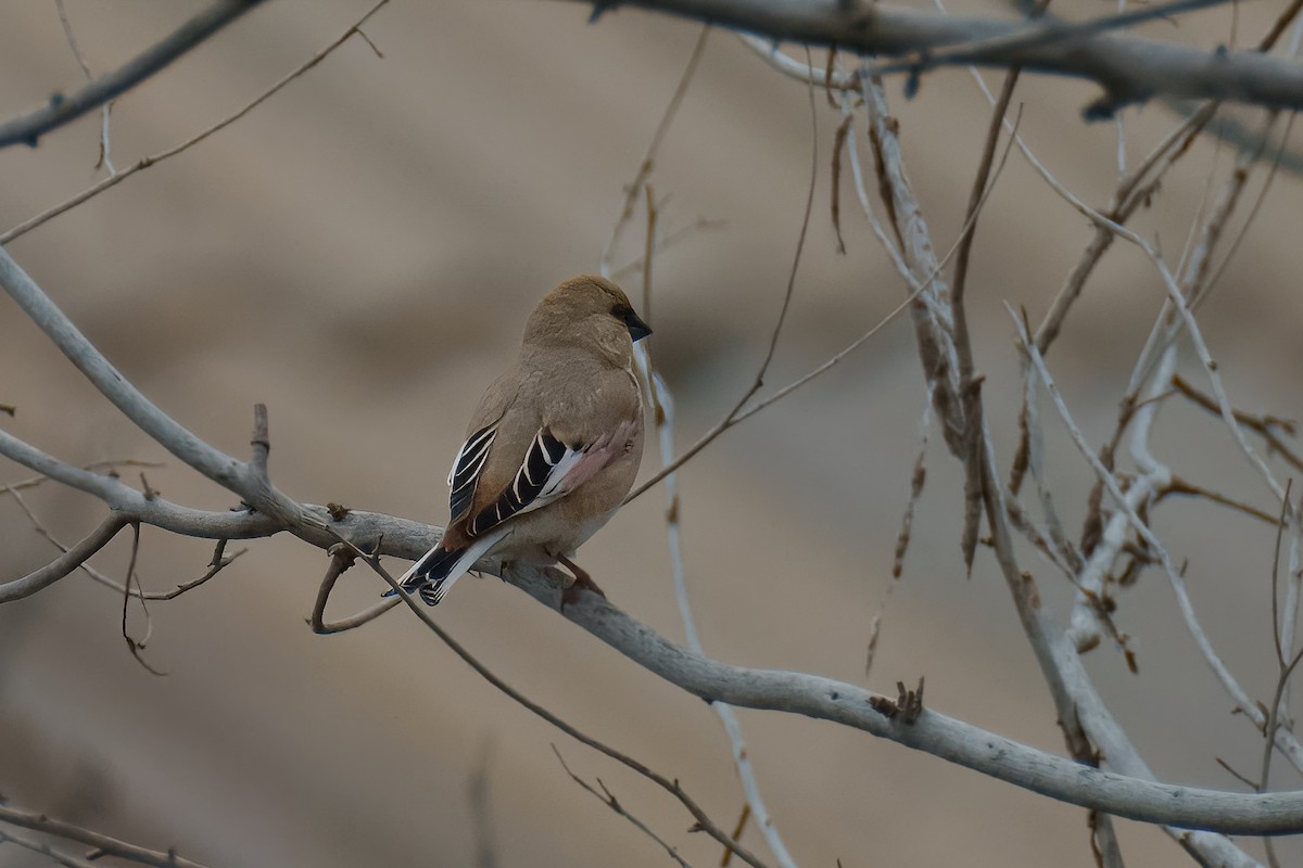 Desert Finch - ML621898497