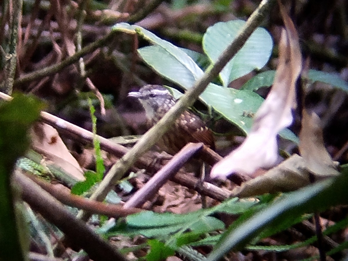 Eyebrowed Wren-Babbler - ML621898514