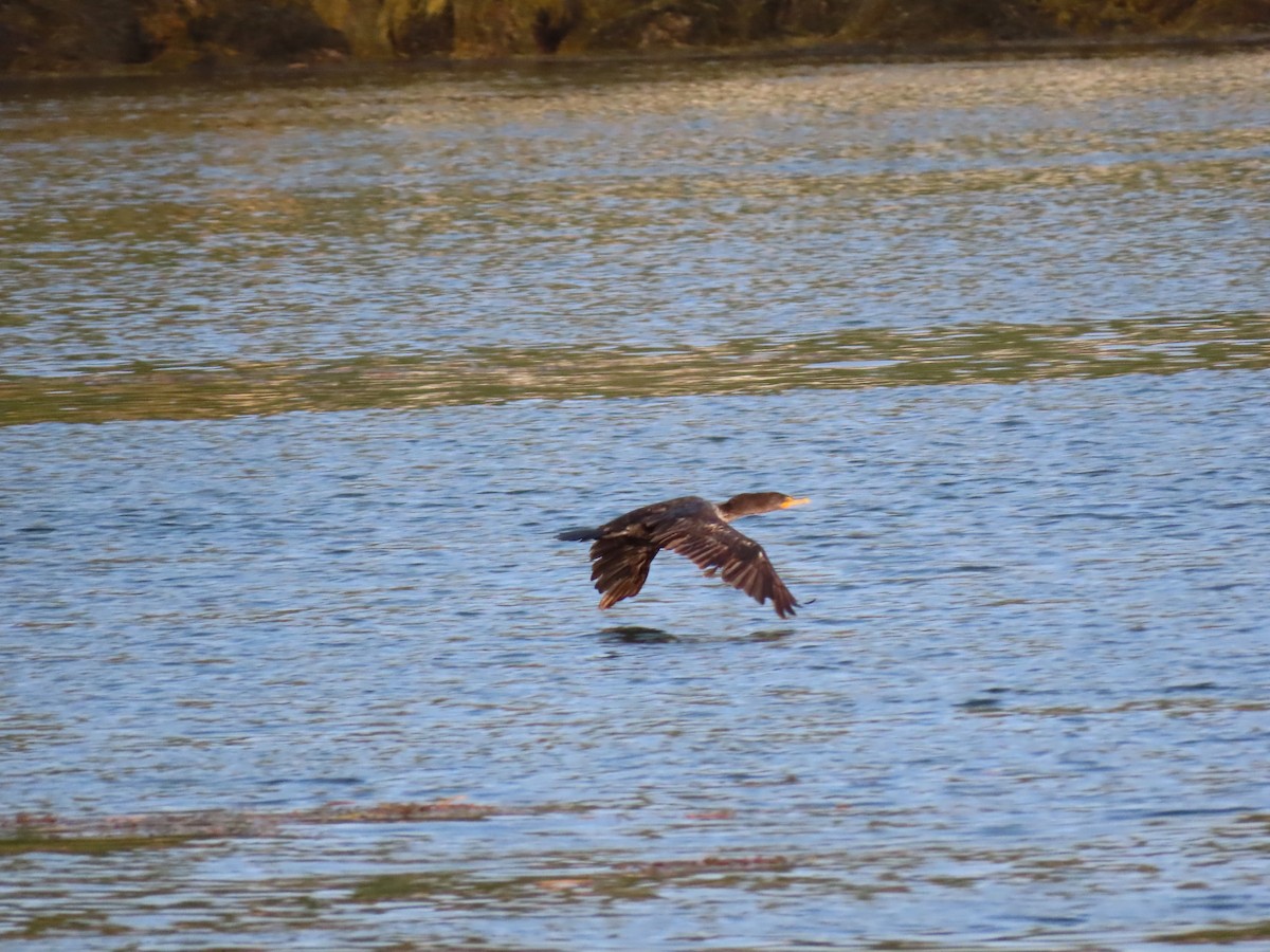 Double-crested Cormorant - ML621898518