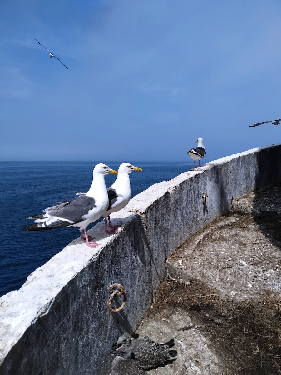 Slaty-backed Gull - ML621898697