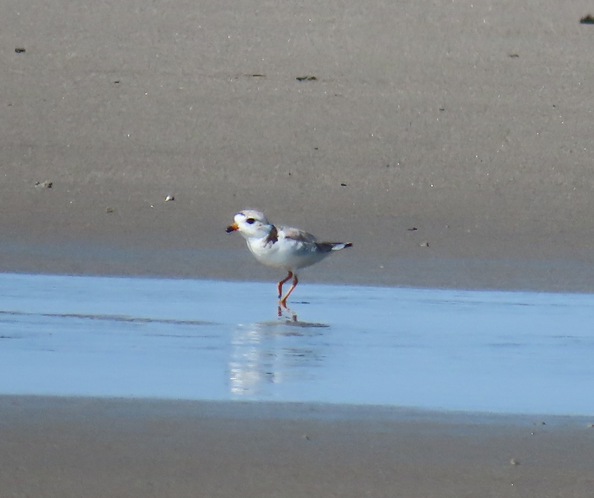 Piping Plover - ML621898773