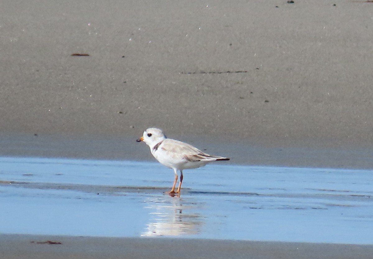 Piping Plover - ML621898774