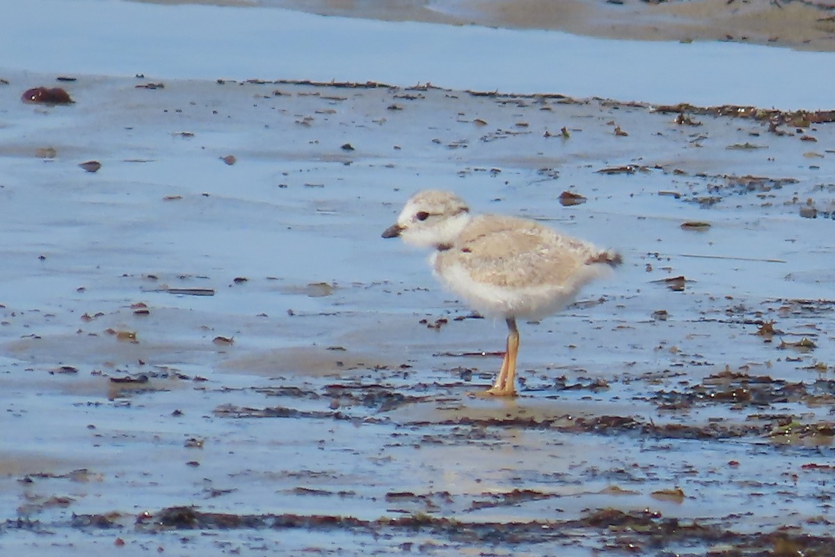 Piping Plover - ML621898777