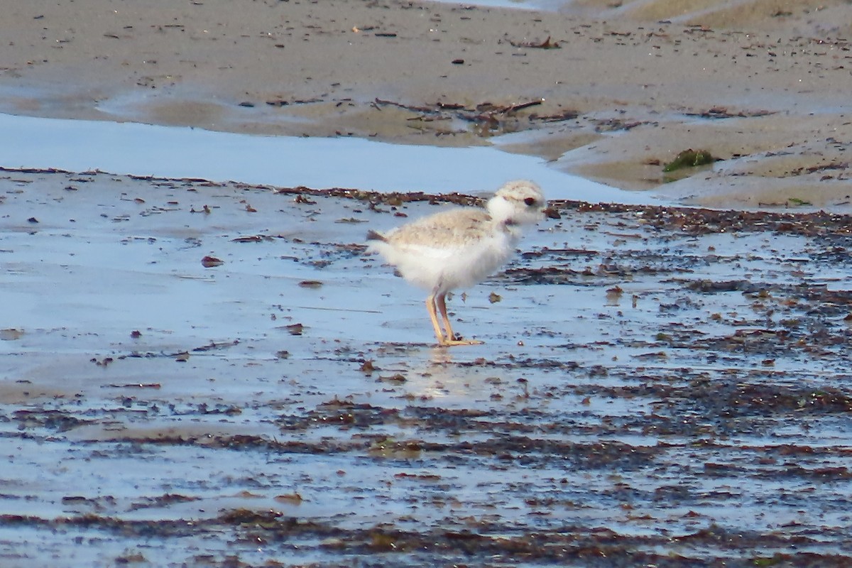 Piping Plover - ML621898778