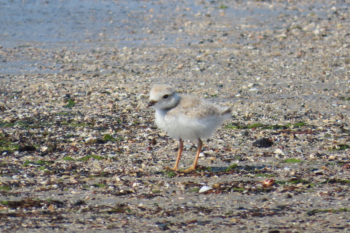 Piping Plover - Jon Selle